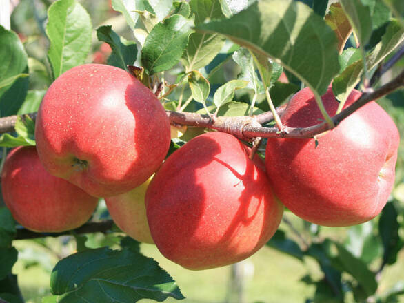 Jabłoń karłowa 'Malus domestica' Close - zdjęcie główne