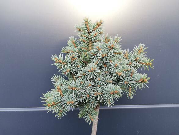  Sosna Szczepiona 50cm. 'Pinus' Drobne Igły - Srebrna - zdjęcie główne