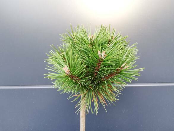  Sosna Szczepiona 50cm. 'Pinus mugo' Benjamin - zdjęcie główne