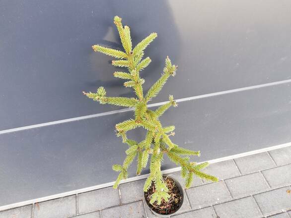  Świerk Szczepiony 'Picea abies' Frohburg 50cm.  - zdjęcie główne