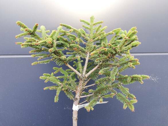  Świerk Szczepiony 'Picea abies' Compacta 50cm.   - zdjęcie główne