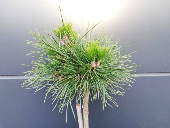  Sosna Szczepiona 50cm. 'Pinus mugo' Varella - zdjęcie główne