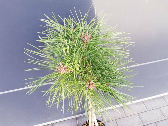  Sosna Szczepiona 50cm. 'Pinus nigra' Globosa - zdjęcie główne