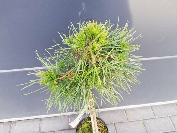  Sosna Szczepiona 50cm. 'pinus sylvestris' Globosa Viridis - zdjęcie główne