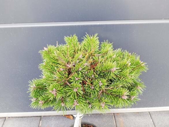  Sosna Szczepiona 50cm. 'Pinus mugo' Wells Prostate - zdjęcie główne
