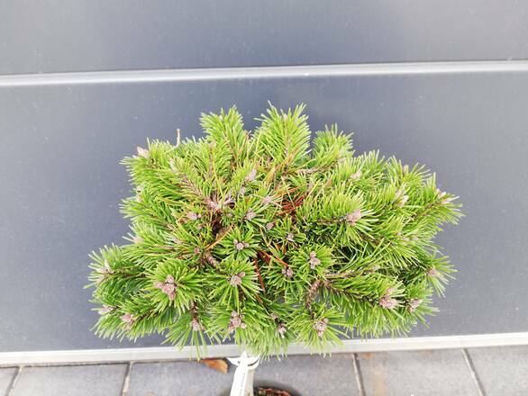 Sosna Szczepiona 50cm. 'Pinus mugo' Wells Prostate - zdjęcie główne