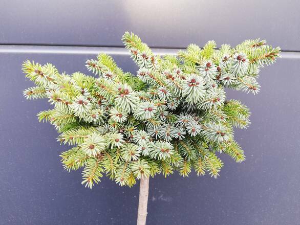  Świerk Szczepiony 'Picea omorika' Aleksander 50cm - zdjęcie główne