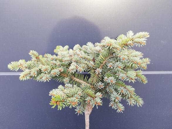  Świerk Szczepiony 'Picea Pung' Tokarz 50cm. - zdjęcie główne