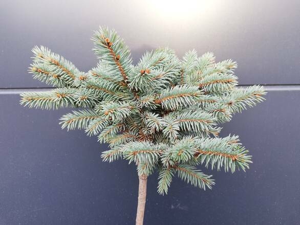  Świerk Szczepiony 'Picea Pung' Glauca Pyramidalis 50cm.  - zdjęcie główne
