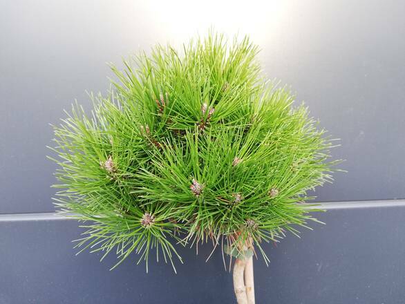 Sosna Szczepiona 50cm. 'Pinus mugo' Krauskopf - zdjęcie główne