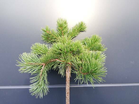  Sosna Szczepiona 50cm. 'Pinus L.' Schmiditi - zdjęcie główne