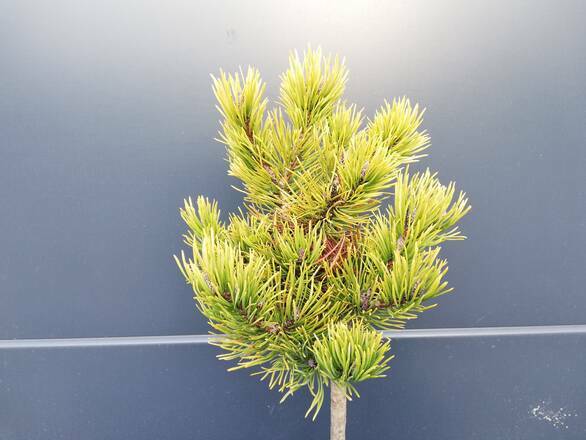  Sosna Szczepiona 50cm. 'Pinus' Carsten Wintergold - zdjęcie główne