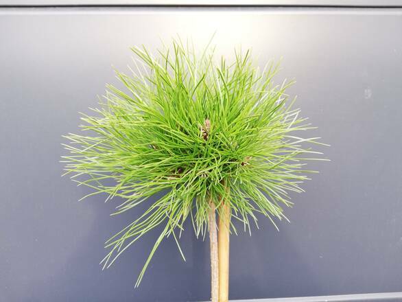  Sosna Szczepiona 50cm. 'Pinus' Długie Igły - zdjęcie główne