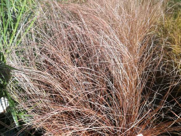  Turzyca 'Carex' Red Rooster - zdjęcie główne