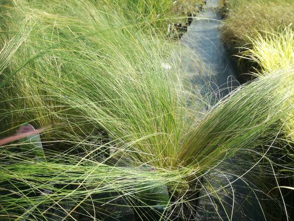  Ostnica Mocna Stipa Tenuifolia  - zdjęcie główne