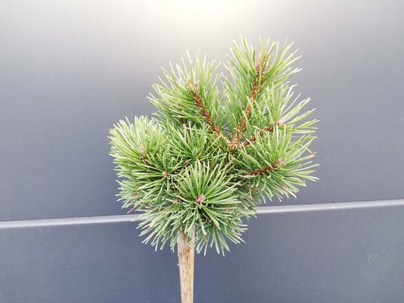  Sosna Szczepiona 50cm. 'Pinus mugo' Kosodrzewina - zdjęcie główne