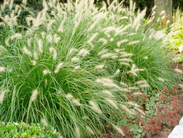 Rozplenica Pennisetum Alopecuroides - zdjęcie główne