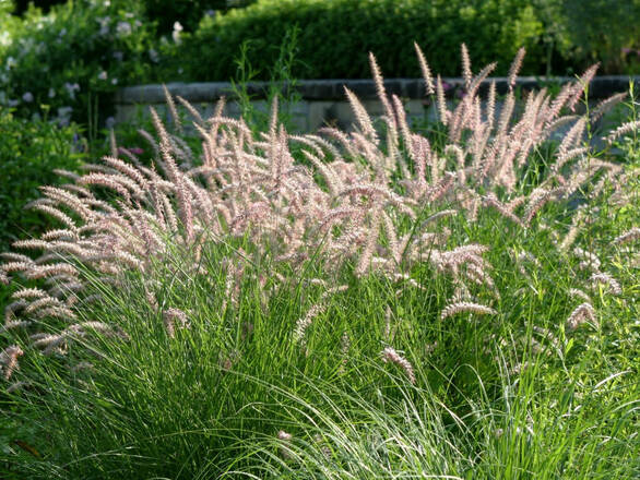  Rozplenica 'Pennisetum Alopecuroides' Hameln - zdjęcie główne