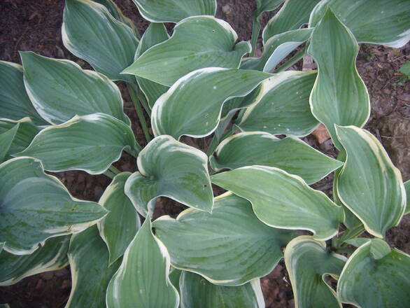  Funkia 'Hosta' Regal Splendor - zdjęcie główne