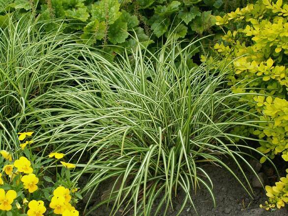 Trzęślica 'Molina' Variegata - zdjęcie główne