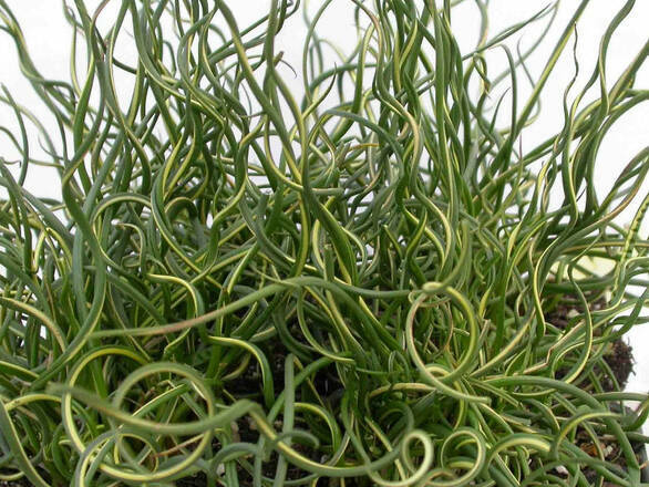  Trawa 'Spinifex' Spiralis - zdjęcie główne