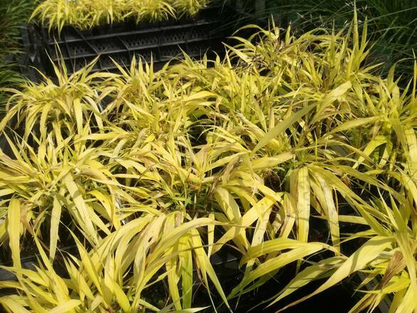 Trawa Smukła ' Hakonechloa' All Gold - zdjęcie główne