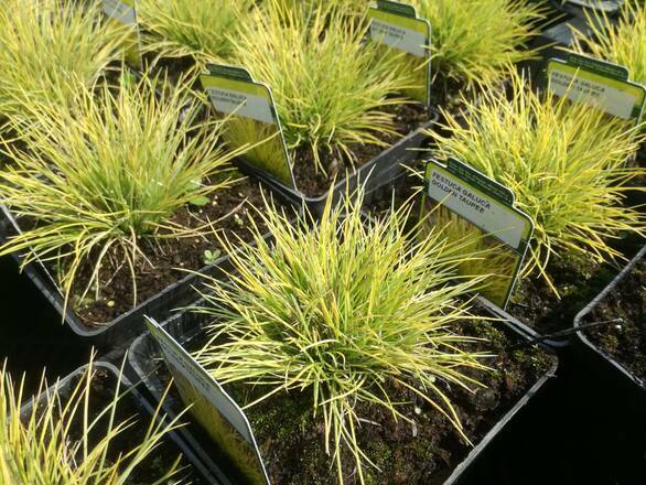  Trawa 'Festuca' Golden Taupee - zdjęcie główne