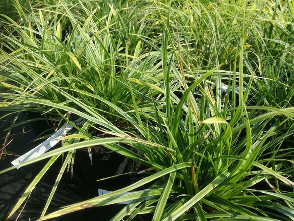  Trawa 'Festuca' Variegata - zdjęcie główne