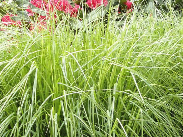  Turzyca 'Carex' Palmowa - zdjęcie główne