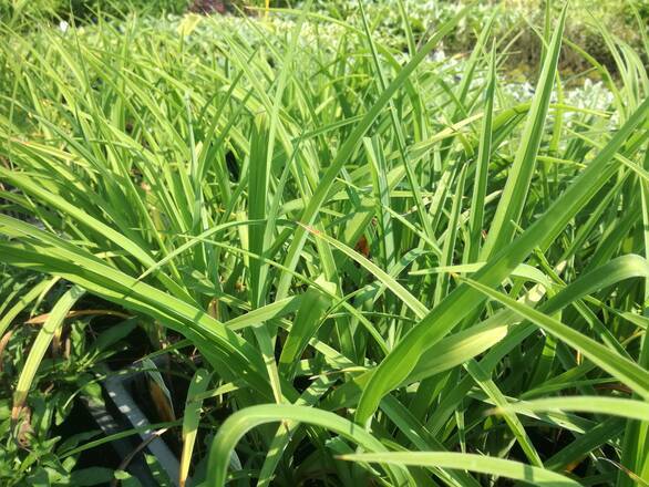  Trawa ' Hakonechloa' Indigo - zdjęcie główne