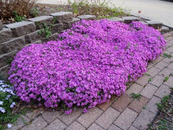 Floks 'Phlox subulata' Skrzydlaty Płożący - zdjęcie główne