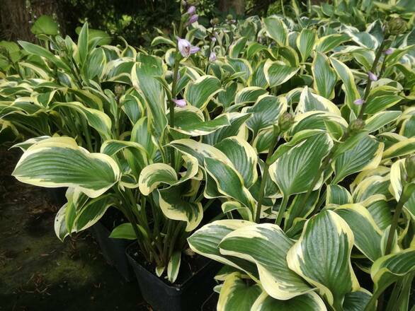  Funkia 'Hosta' Queen Josephine - zdjęcie główne