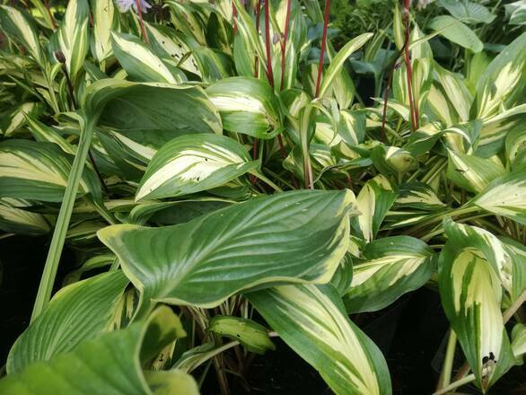  Funkia 'Hosta' Cherry Berry - zdjęcie główne