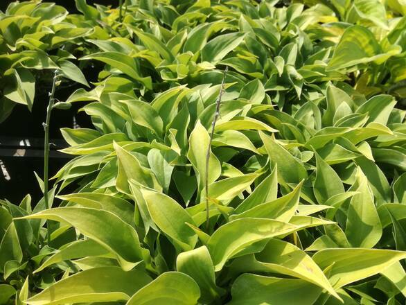  Funkia 'Hosta' Pacyfik Blue Edge - zdjęcie główne