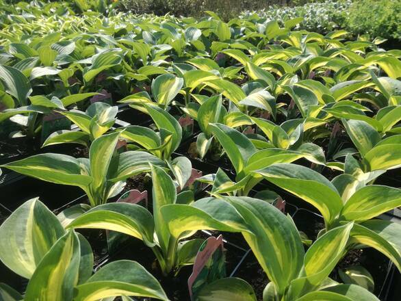  Funkia 'Hosta'  Dream Queen - zdjęcie główne