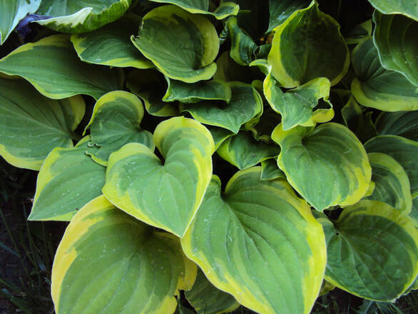  Funkia 'Hosta' Minuteman - zdjęcie główne