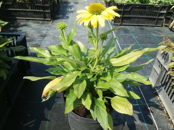  Jeżówka 'Echinacea'  Banana - zdjęcie główne