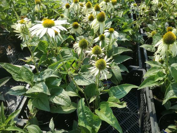  Jeżówka 'Echinacea'  White Swan - zdjęcie główne