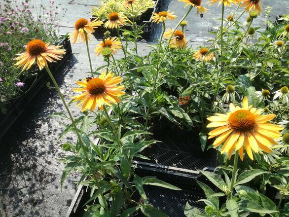  Jeżówka 'Echinacea'  Big Kahuna - zdjęcie główne