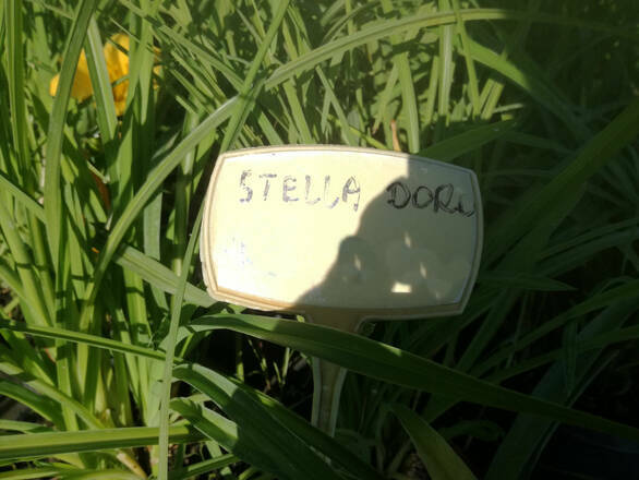 Liliowiec 'Hemerocallis' Stella Doro - zdjęcie główne