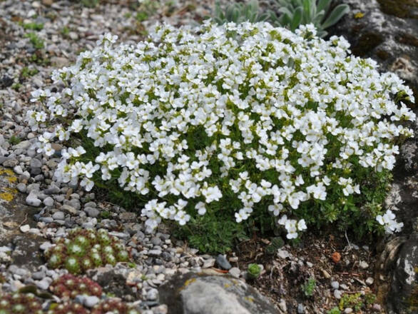  Gąsiówka 'Arabis caucasica'  Biała - zdjęcie główne