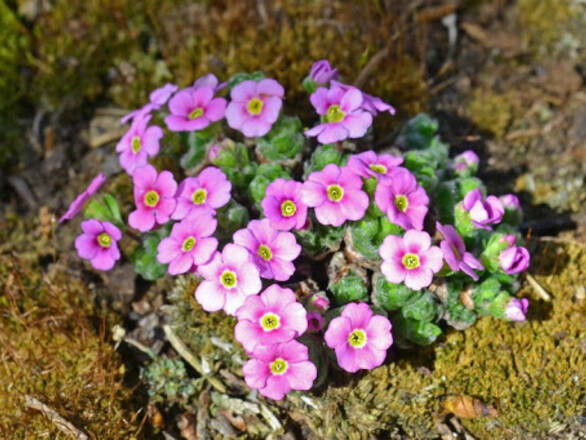  Gąsiówka 'Arabis caucasica'  Różowa - zdjęcie główne