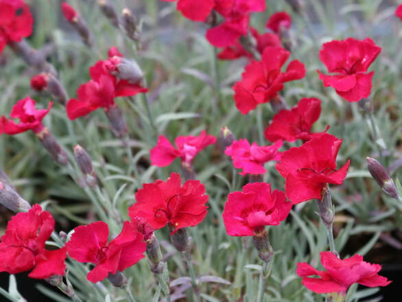  Goździk 'Dianthus' Rubin Czerwony - zdjęcie główne