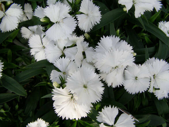  Goździk 'Dianthus' White Biały - zdjęcie główne