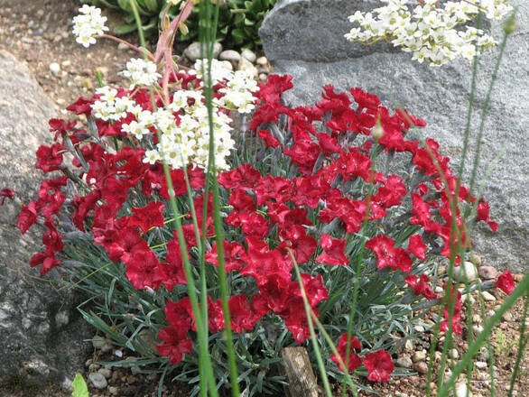  Goździk 'Dianthus' Czerwony  - zdjęcie główne