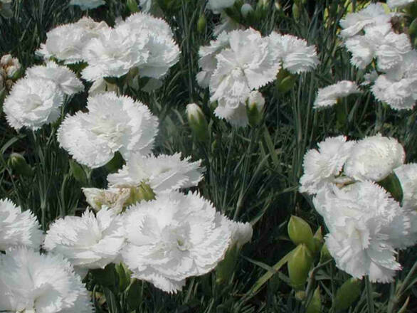  Goździk 'Dianthus' Biały - zdjęcie główne