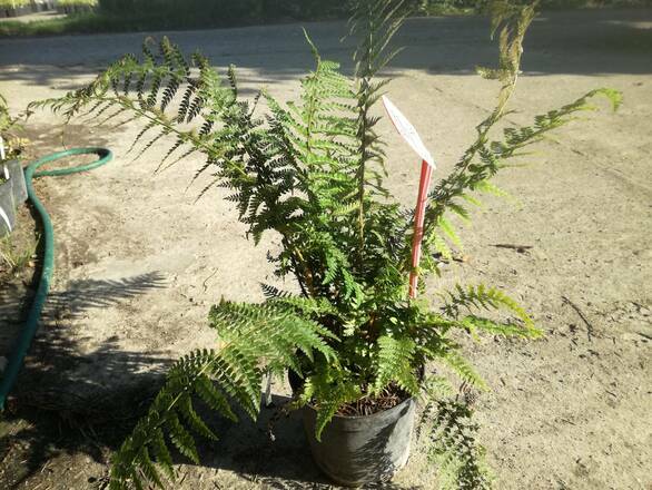   Paproć 'Polystichum setiferum' Zimozielona Setiferum - zdjęcie główne