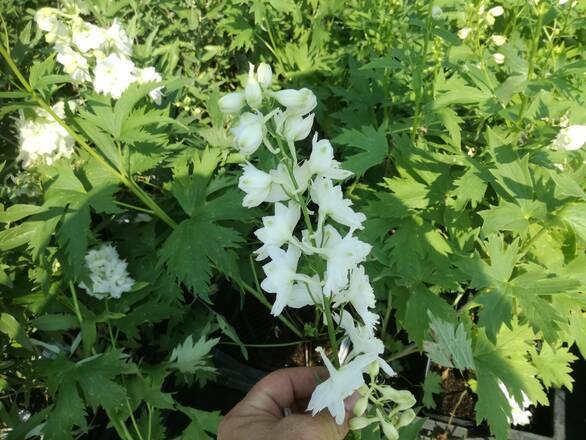  Ostróżka Ogrodowa 'Delphinium' Biała - zdjęcie główne