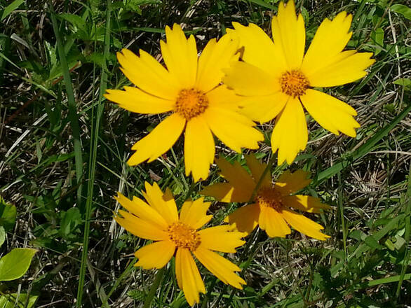  Nachyłek 'Coreopsis' - zdjęcie główne