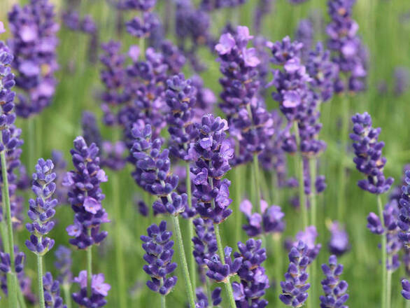  Lawenda 'Lavandula' Angustiflora - zdjęcie główne